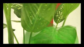 Bioperversity #3 - video by S. Malysse